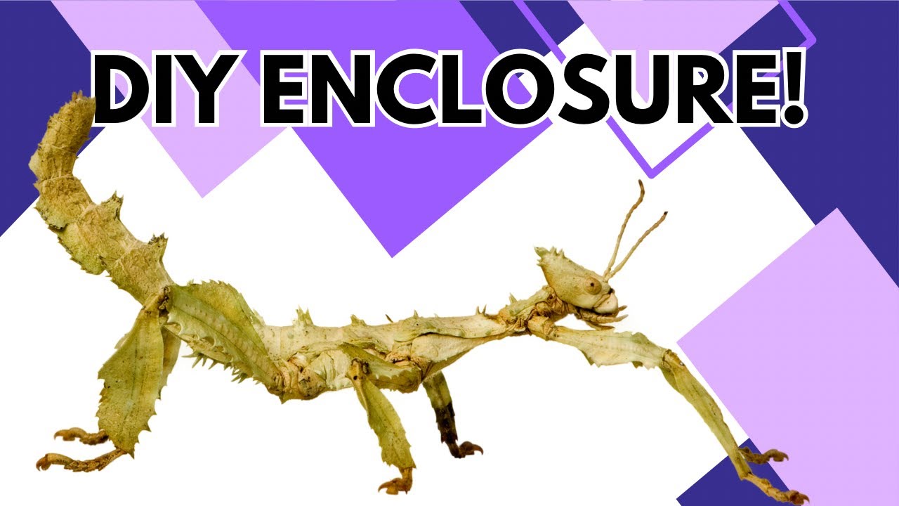 HOW TO BUILD A STICK INSECT ENCLOSURE (DIY)