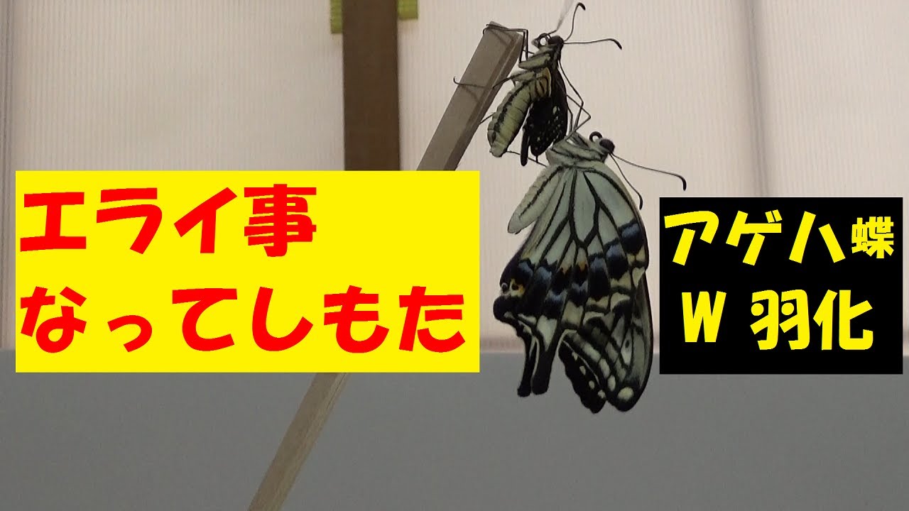 アゲハ蝶　産卵から羽化まで