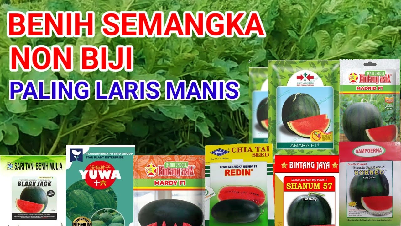Semangka Non Biji Paling Laris Manis Saat ini