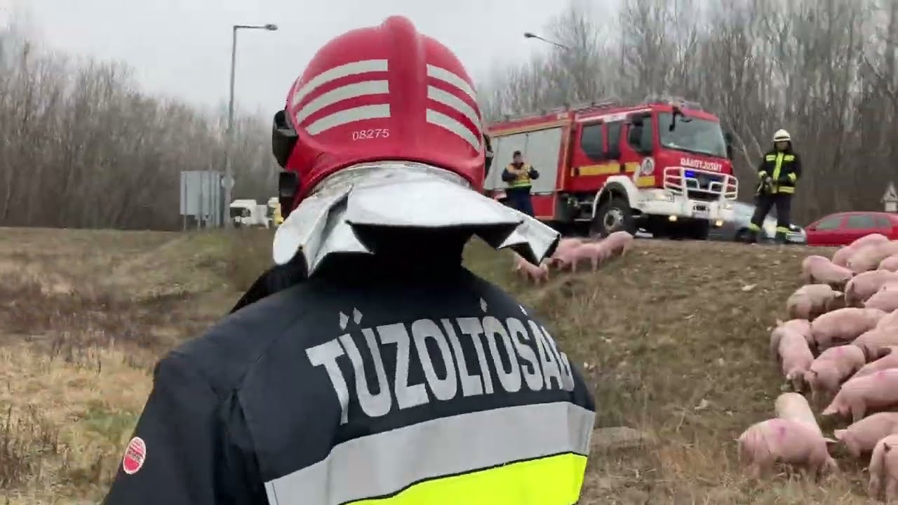 Süldő malacok útját terelgették a tűzoltók a 7-es főúton