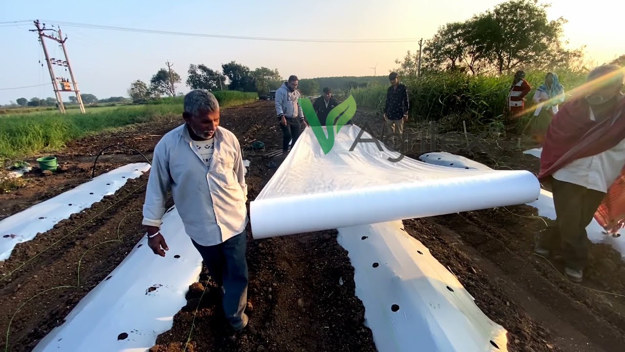 WATERMELON CROP COVER,Musk melon crop cover, V Agritex™,crop cover,fruit cover
