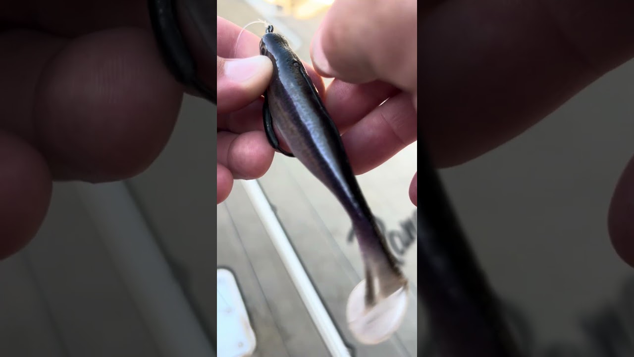 Bottom Bouncing Swimbaits
