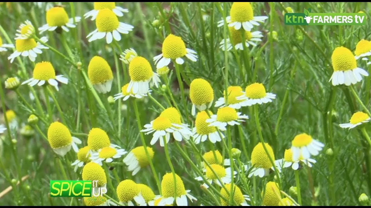 How to plant and harvest Chamomile spice - Herbs and spices
