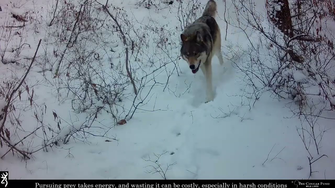Lions, Wolves, Deer, Oh My! - Wild Lives - Trail Cams from the Greater Yellowstone Ecosystem