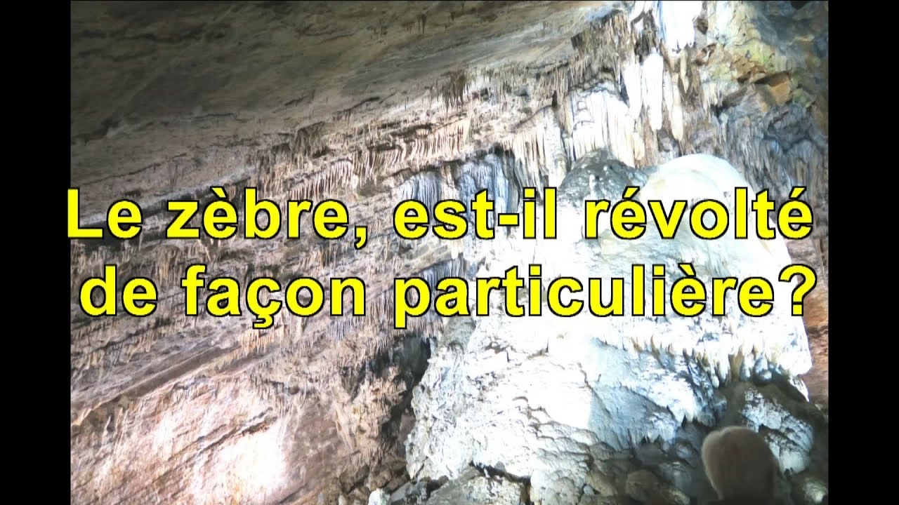 Le zèbre, est-il révolté de façon particulière?