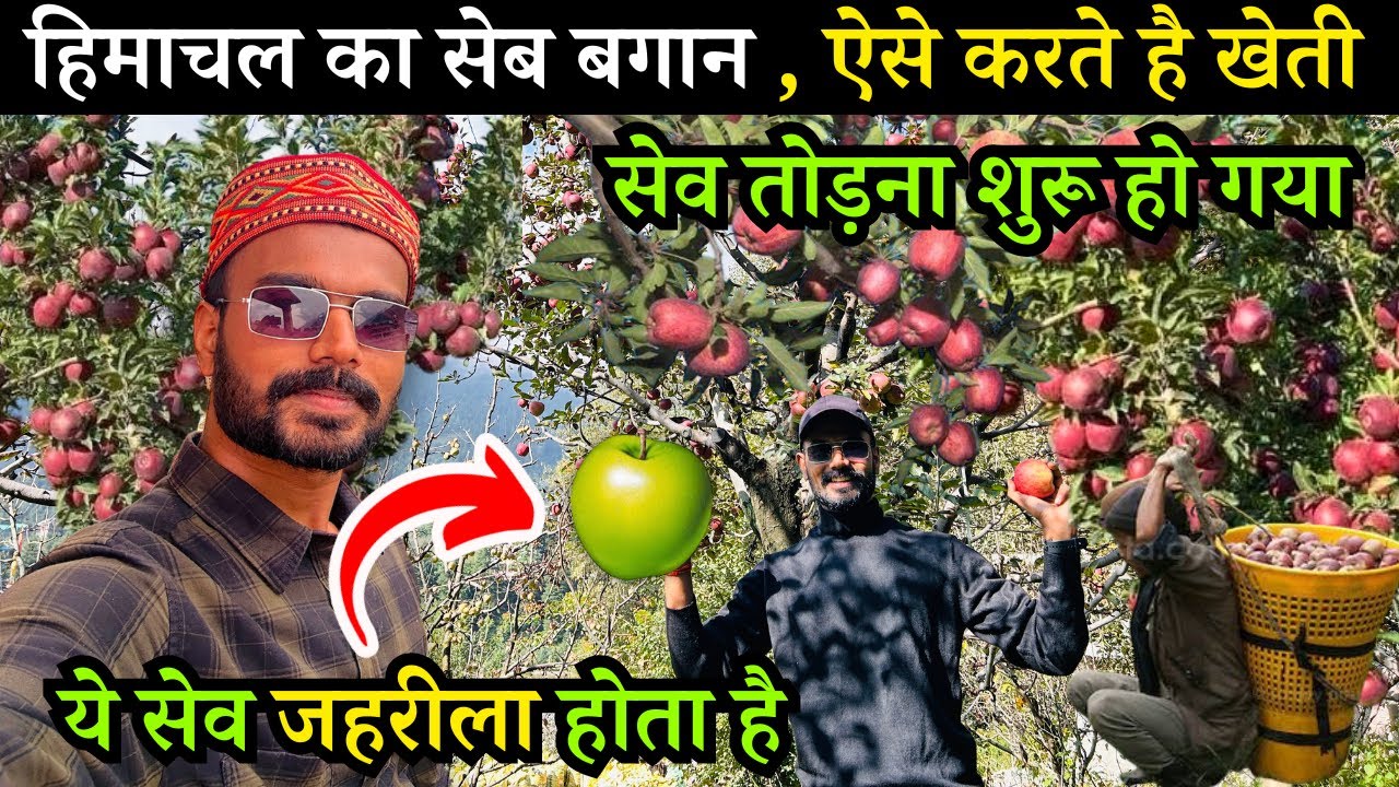सेव के बाग़ान मनाली । Manali Apple Garden🍎🍏Manali Apple Orchard Himachal Pradesh | Apple Plucking