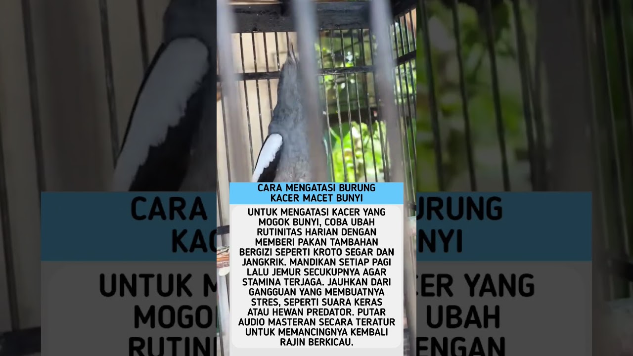 Cara Mengatasi Burung Kacer Yang Macet Bunyi #shorts