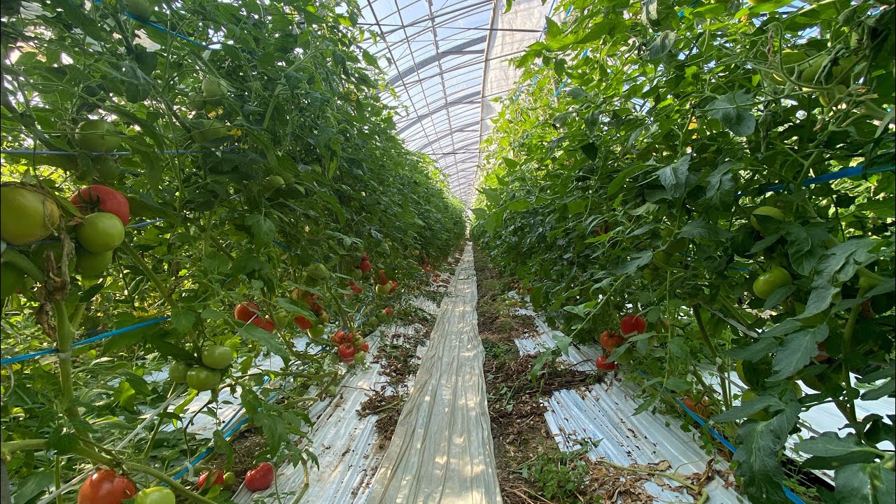 野菜高騰はどこで何が起きているのかを農家目線でお話しします！
