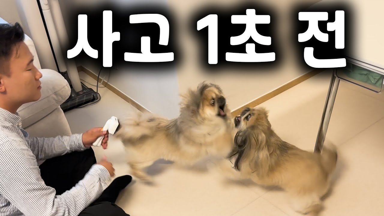 시도때도 없이 피터지게 싸우는 역대급 ”싸움왕“ 페키니즈 1화 | 강아지 문제 행동교정 | 댕쪽이상담소