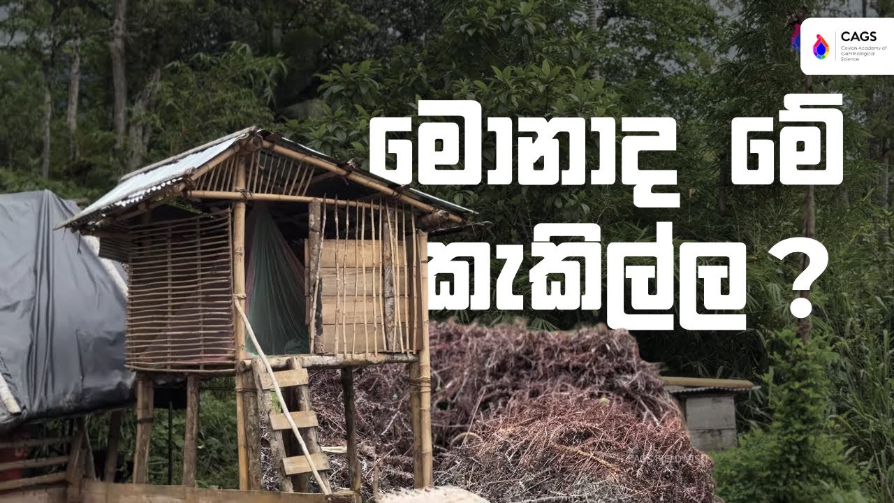 මොනාද මේ කැකිල්ල කියන්නේ??