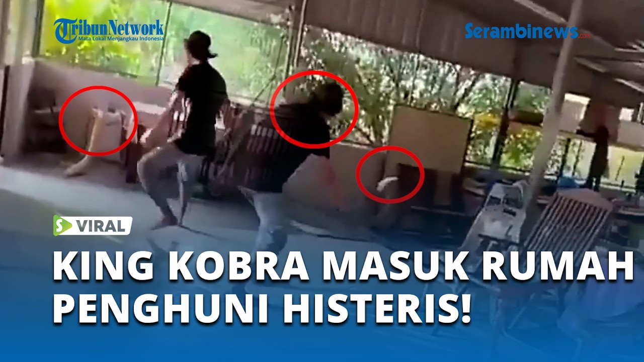 Viral! King Cobra Masuk Rumah Warga di Kedah, Penghuni Teriak Histeris