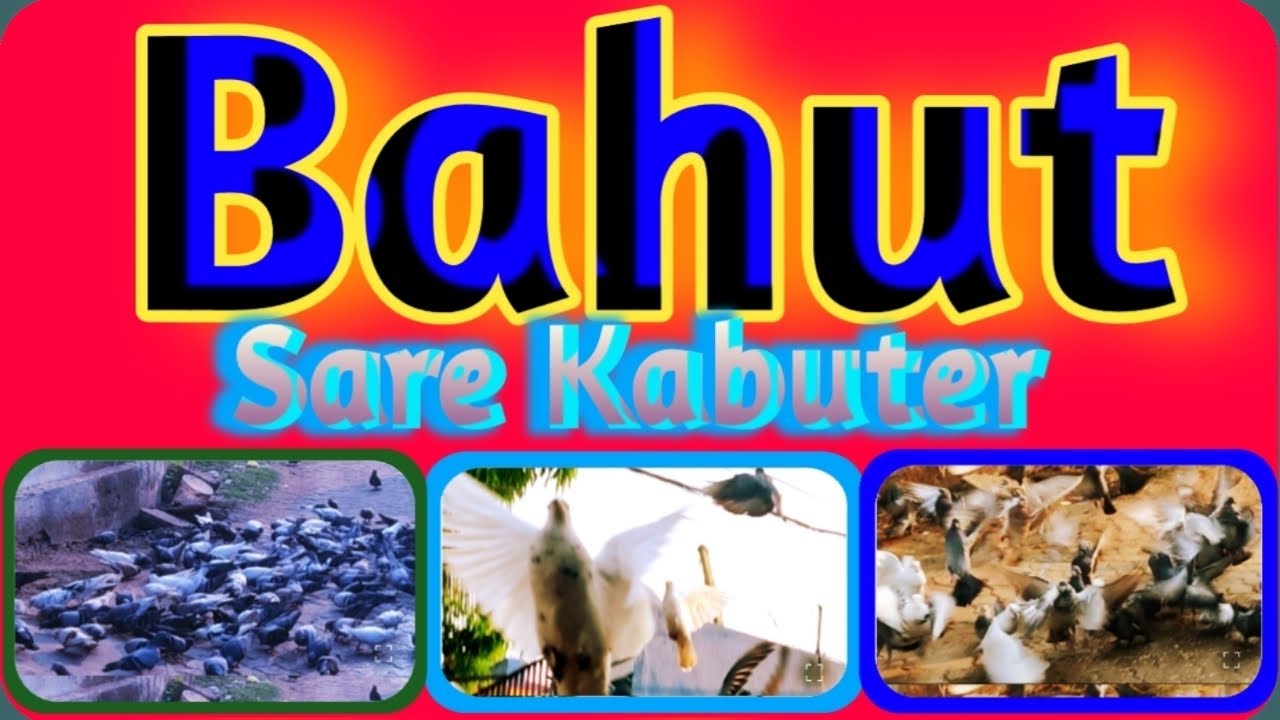 Bahut Sare Kabuter ! बहुत सारे कबूतर ! অনেক গুলো পাইরা !