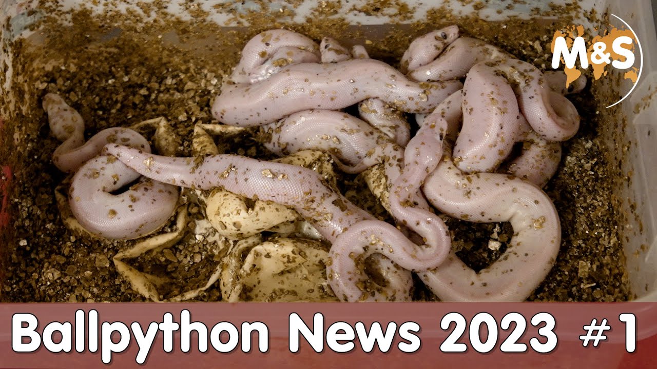 Zucht ohne Brutapparate! | Ballpython News 2023