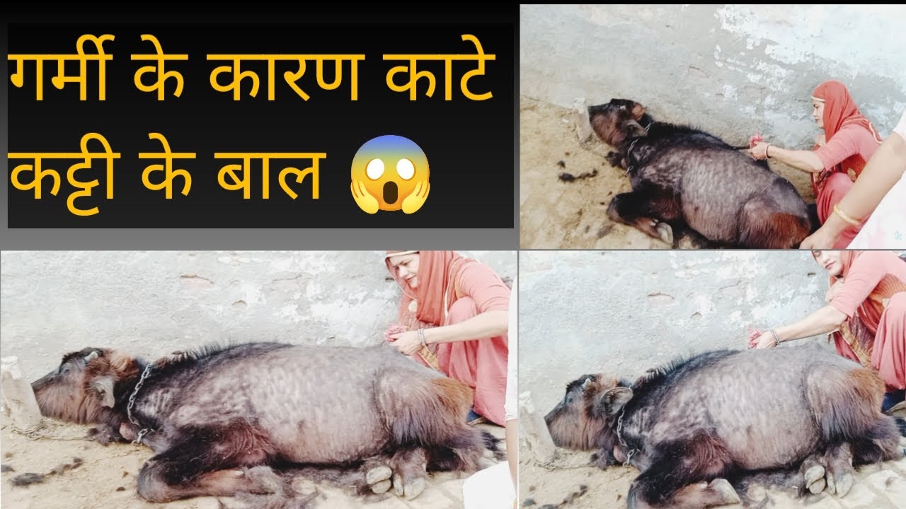 गर्मी के कारण काटे कट्टी के बाल 😱...