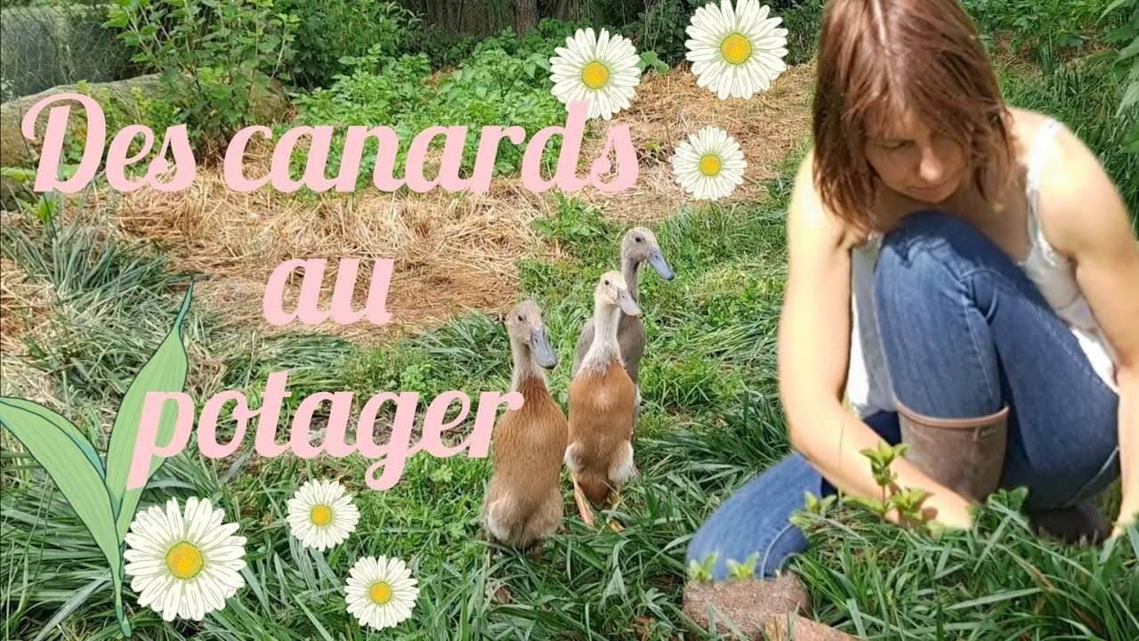 Accueillir des canards coureurs indiens au potager ! 🦆🐌🥬