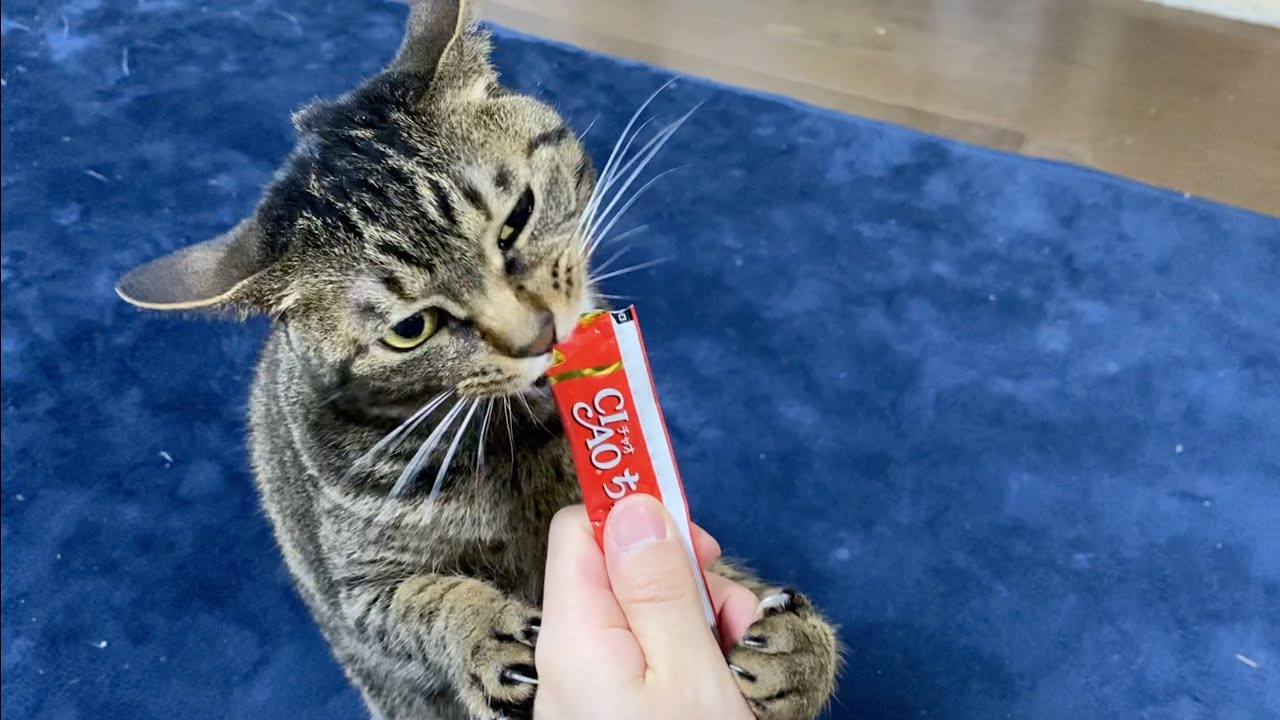 飢えてる凶暴猫にチュールをあげた結果…