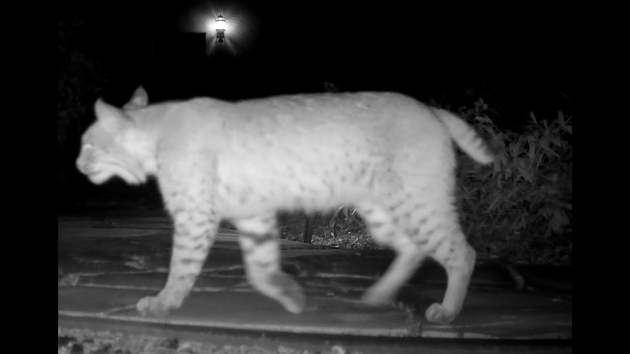 Bobcat Woodside California