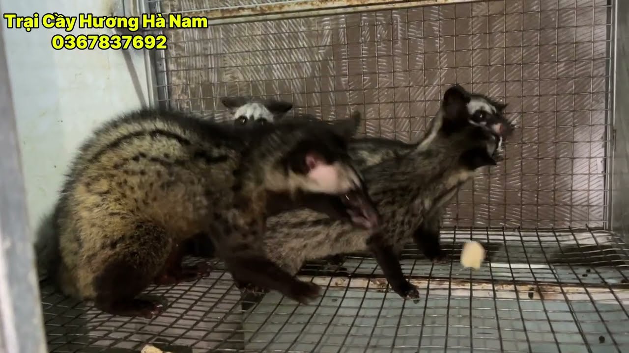 tận dụng lại chuồng lợn làm chuồng nuôi cầy Hương