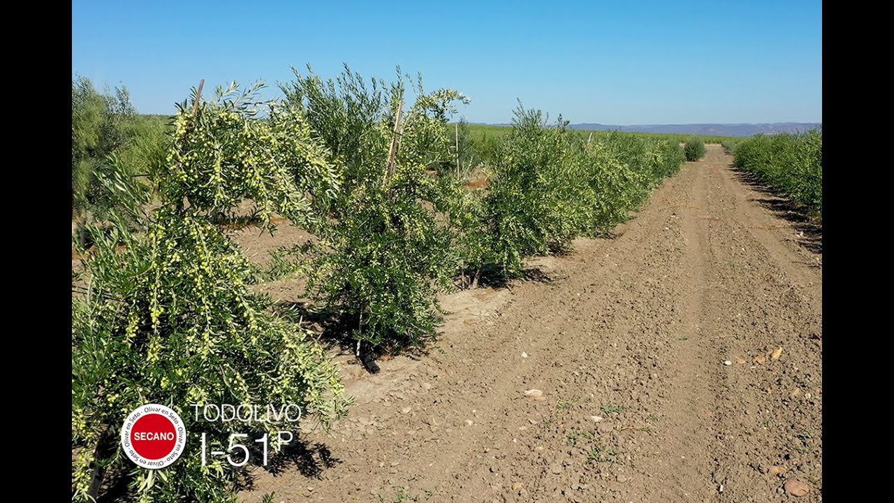 Las mejores variedades de secano en Olivar en Seto. Ensayo de Mejora Genética secano, 103 variedades