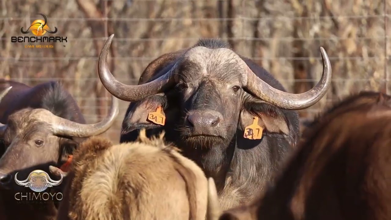 Chimoyo buffalo cow on auction