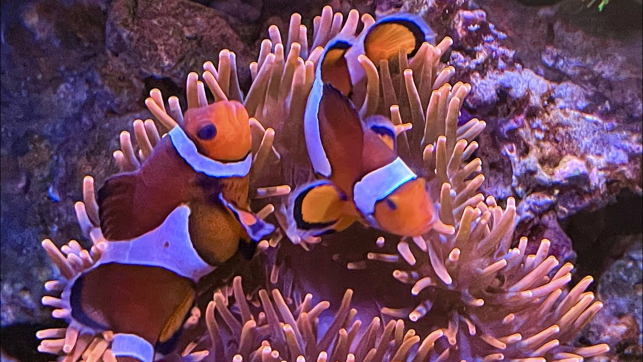 Deposizione amphiprion ocellaris in acquario 21/3/2023 (video completo!)