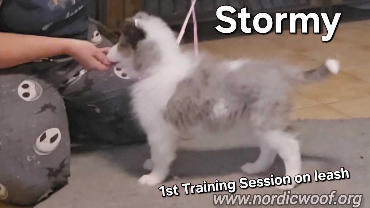 Stormy 1st at home training session