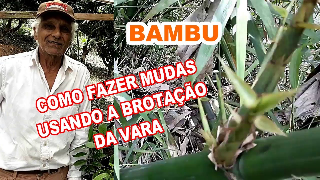 como  fazer mudas com o broto do Bambu