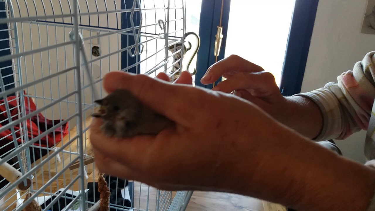 F&uuml;tterung zebrafinken k&uuml;ken