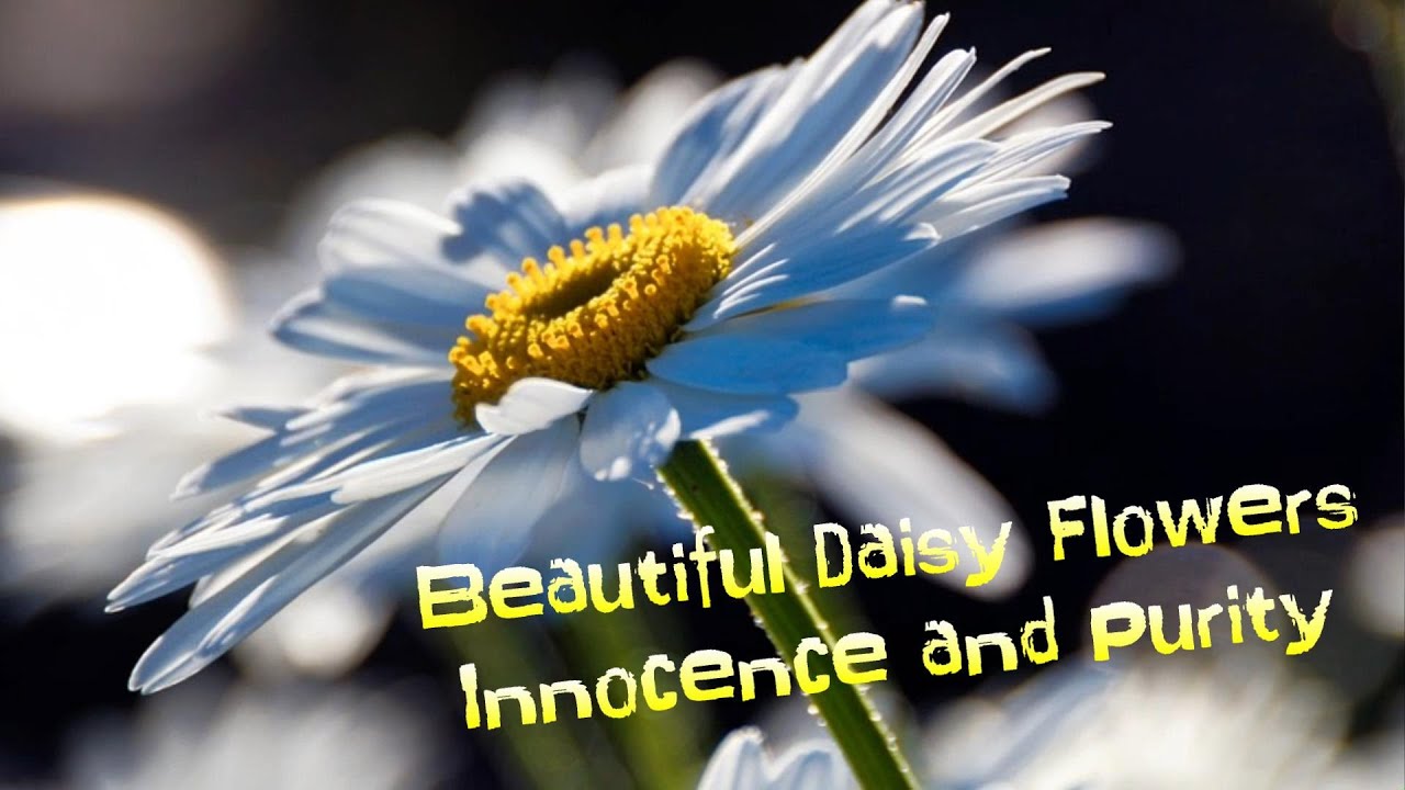 Beautiful Daisy Flowers - Innocence and Purity