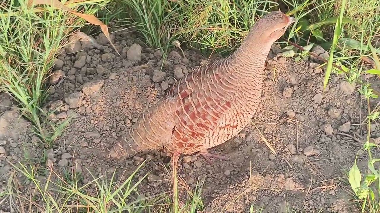 Teetar ke bhashan hunting video 