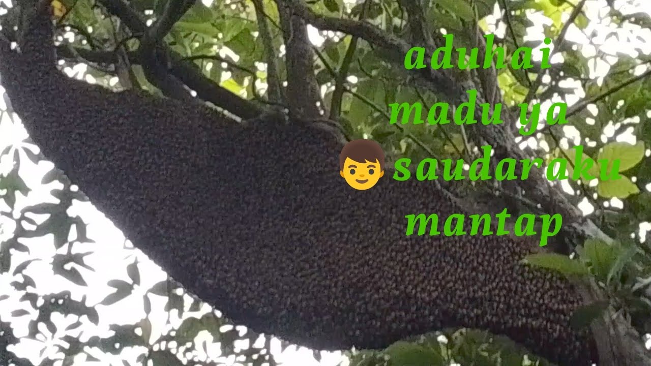 Alhamdulillah ada rejeki hari ini bang teguh madu