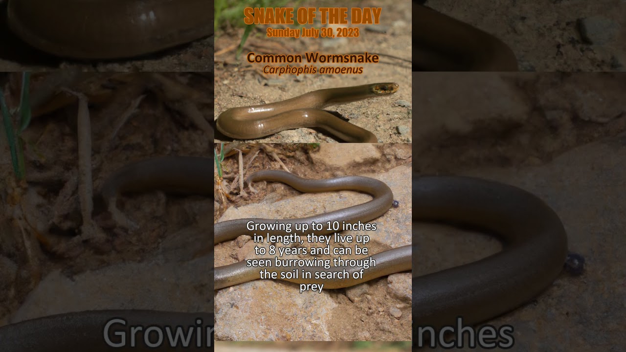2023-07-30 Common Wormsnake