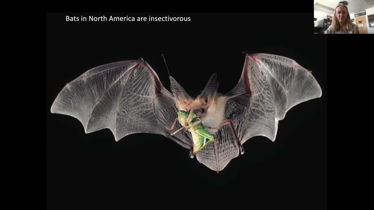 Bats - All About Bats