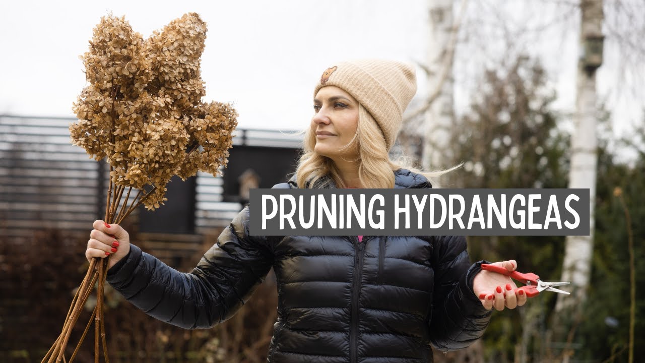 Pruning hydrangeas for big flowers - paniculata and smooth hydrangea