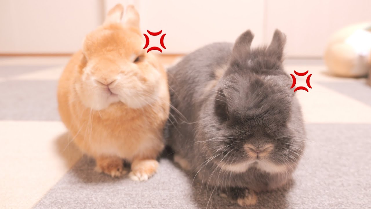 飼い主のミスでご飯がもらえなかったウサギ達の反応がこちら【No.1304】