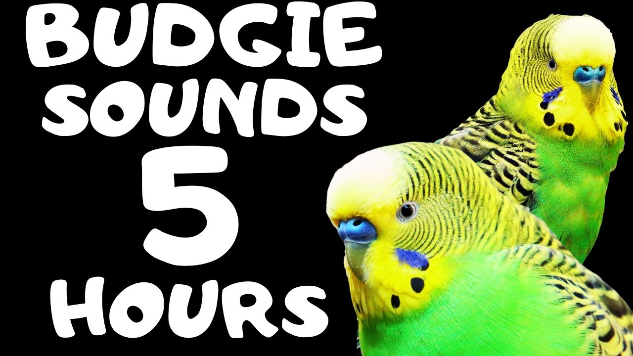 Budgie Sound 5 Hours, Budgie singing, Budgie flock call and Budgie mating call