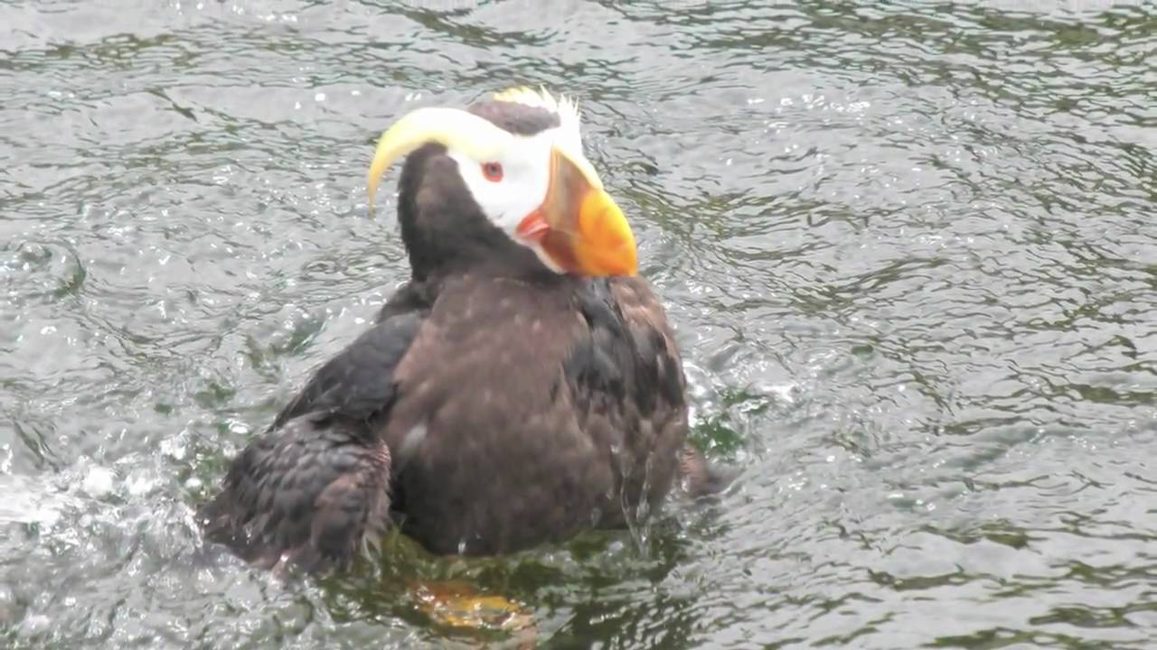The Puffin Dance - The Oregon Coast Aquarium
