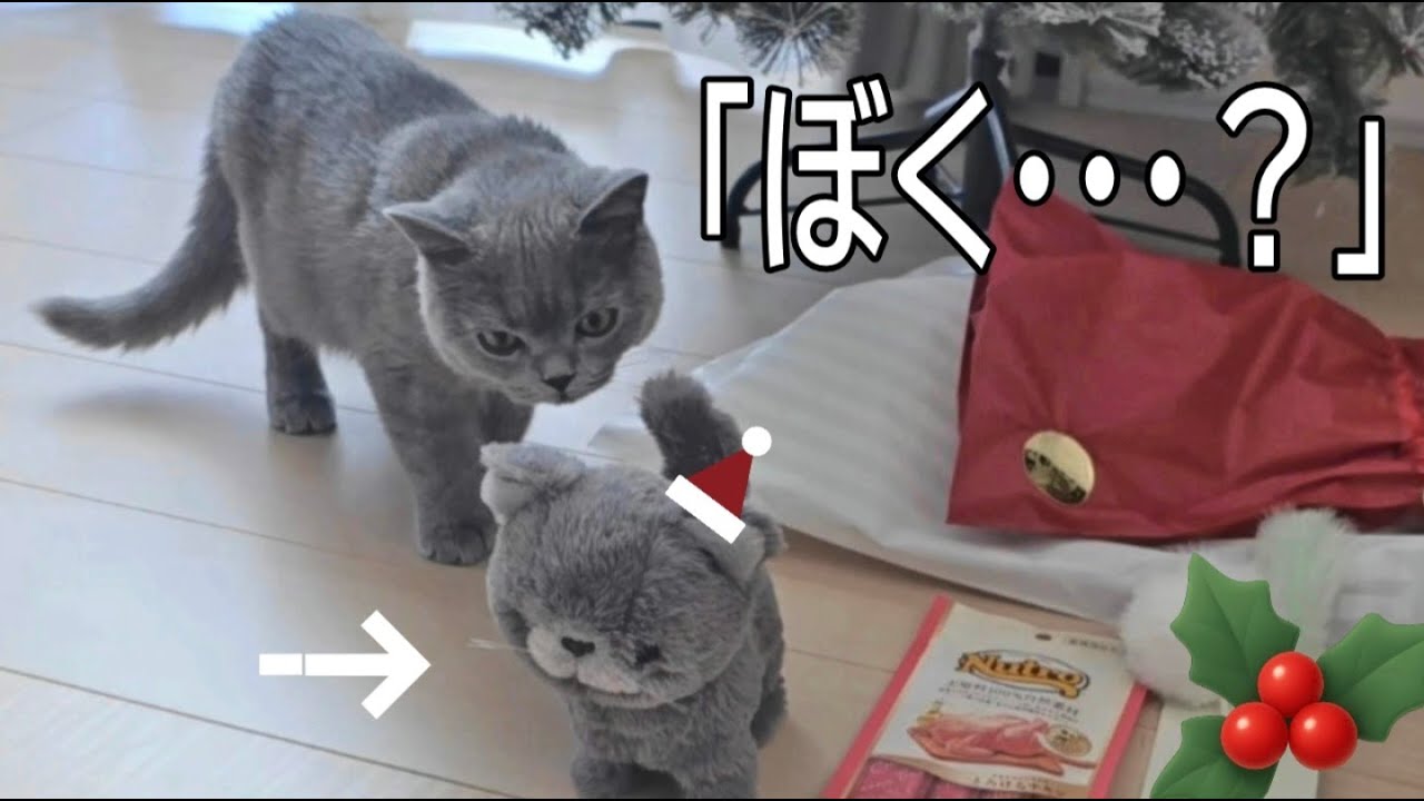 【初めてのクリスマス】仔猫オリバーにそっくりな動く人形をあげたら「ぼく…？」な反応がかわいすぎた🎄
