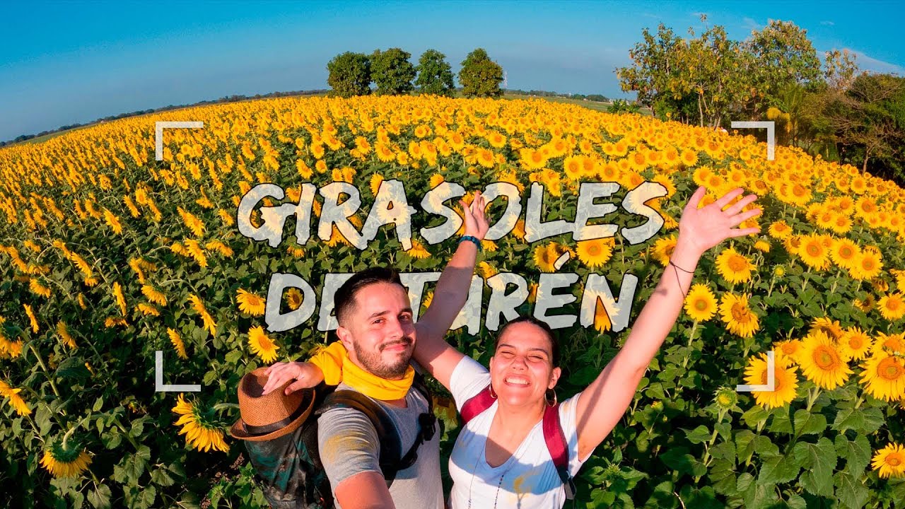 Este lugar parece de PELÍCULA | Los increíbles campos de GIRASOLES de Turén, Portuguesa 🌻🇻🇪