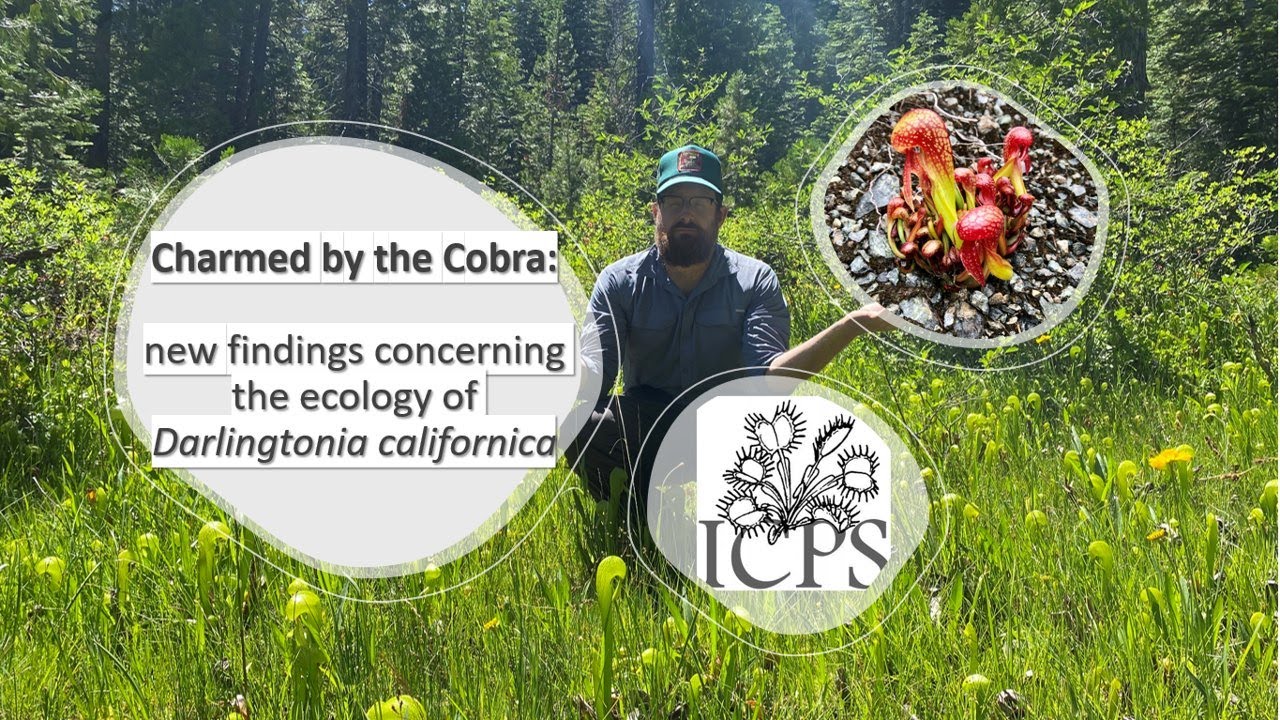 Charmed by the cobra: new findings concerning the ecology of Darlingtonia californica