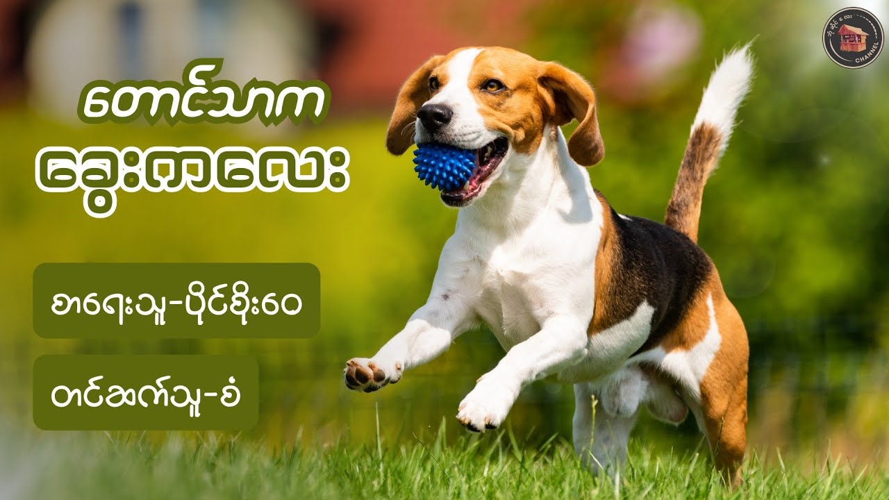 #တောင်သာကခွေးကလေး #ပိုင်စိုးဝေ (တင်ဆက်သူ-စံ)