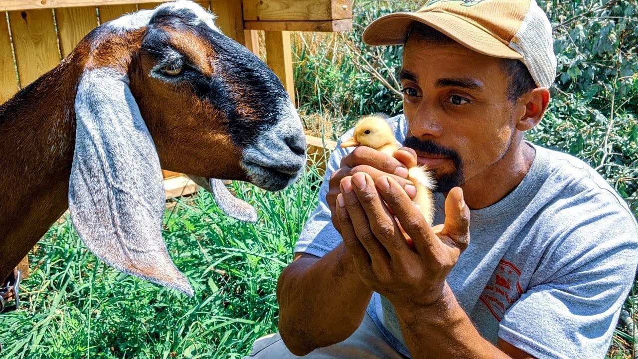 FEEDING our goats from the land
