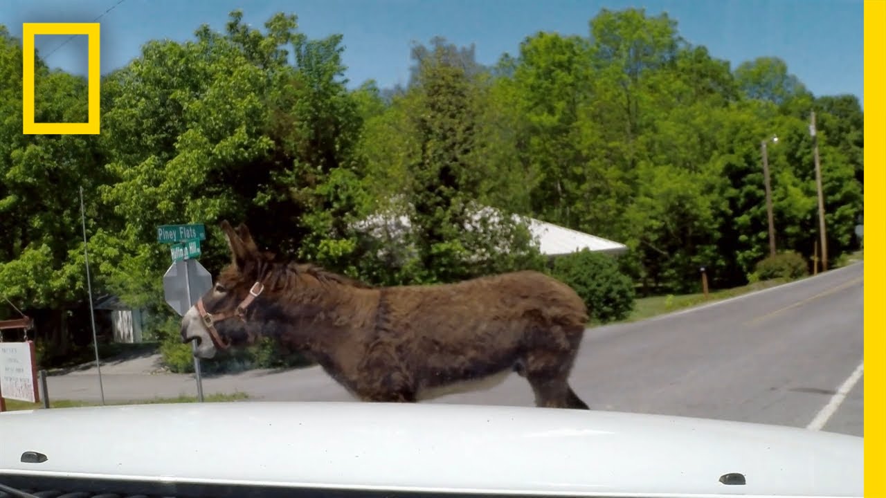 In Hot Pursuit of a Mean Donkey | Southern Justice