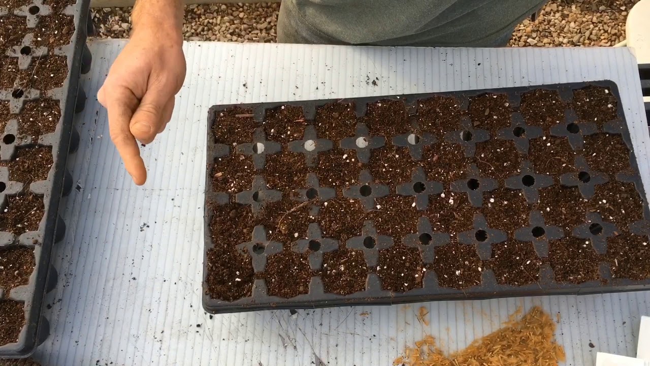 American Sycamore Seeding
