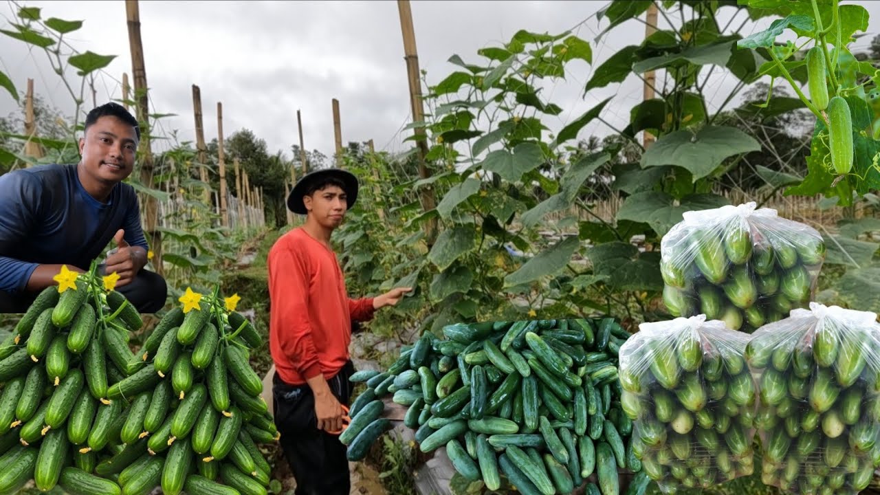 HARVEST NG PIPINO KAY  UTOL @alexjaballavlog7902  ANG DAMING BUNGA HITIK