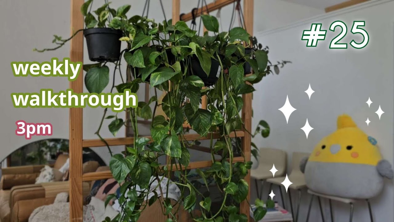 🌿📒my plant diary #25 walkthrough 2024.03.22 ft kitty🐱 | indoor houseplant tour (just H2O + light)