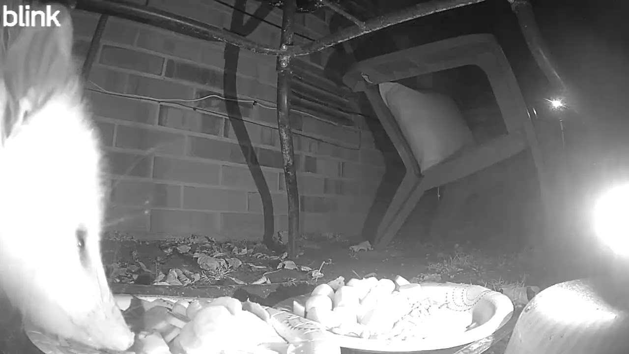 Wildlife Watch: We Have An Opossum!