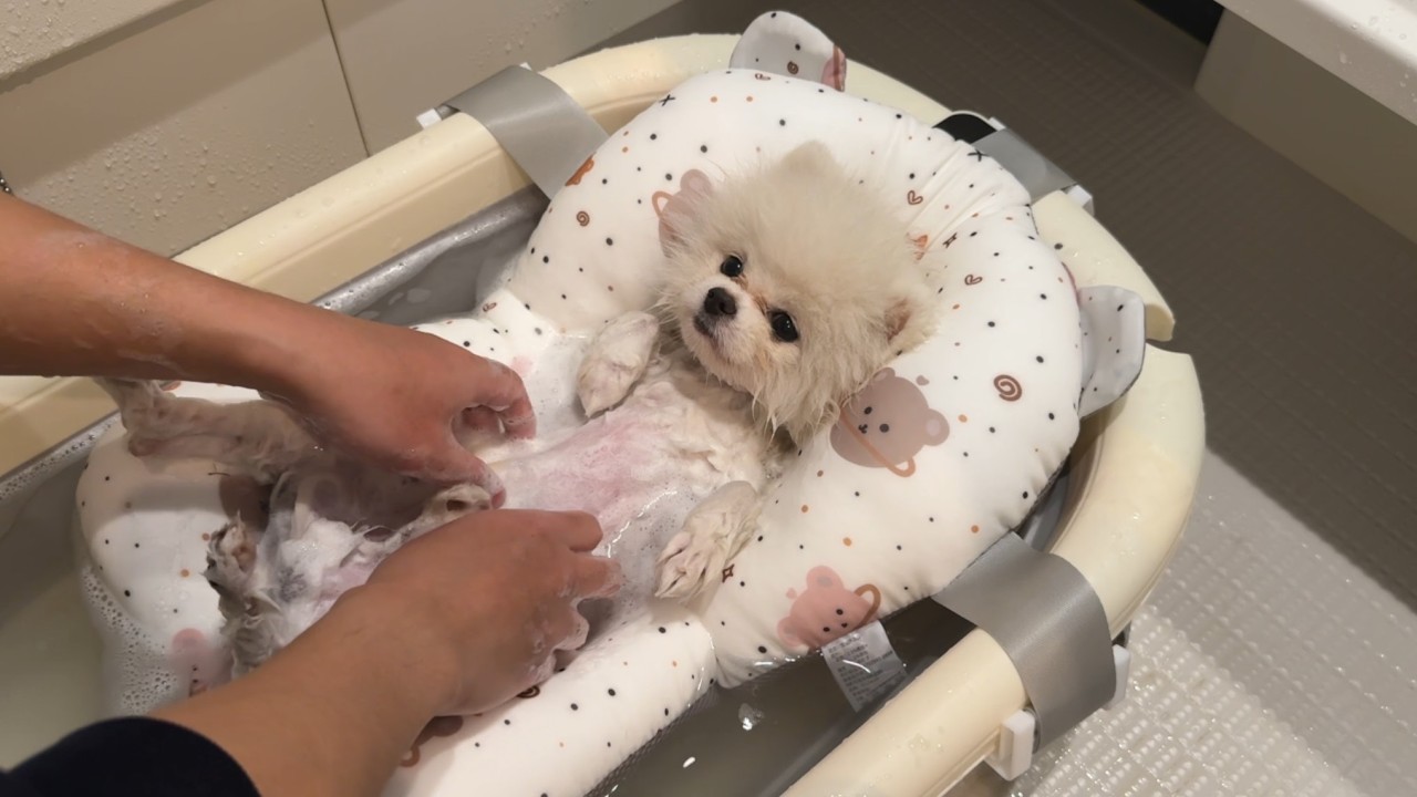 お風呂が好きすぎる犬に新しい浴槽をプレゼントしたら…