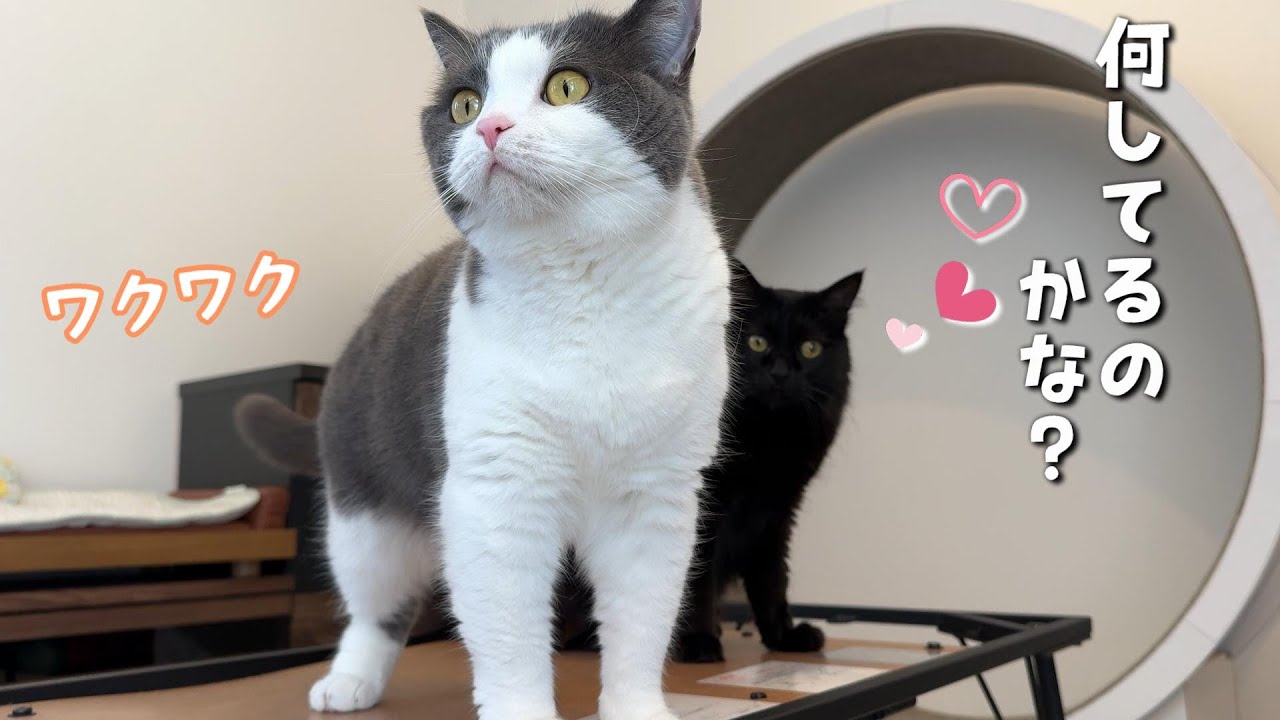部屋がガラッと大変身!!猫たちみんな喜んでくれるかな？　