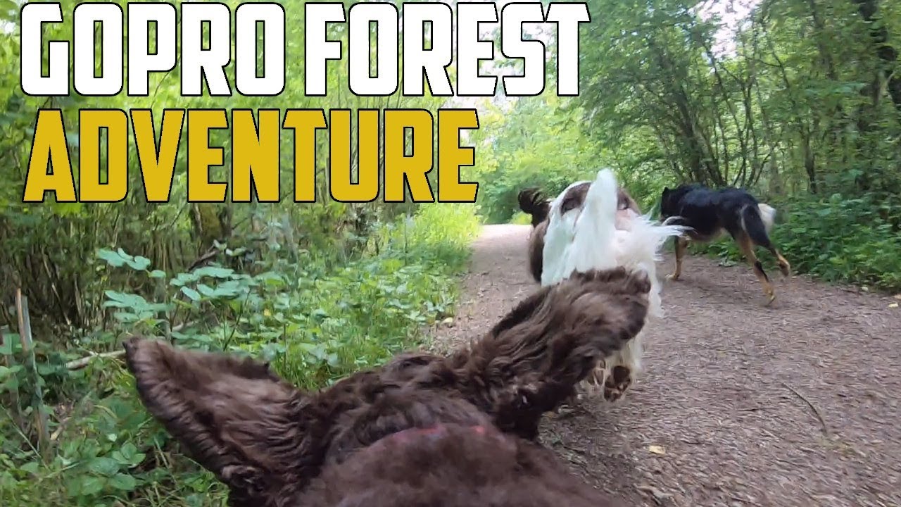 GoPro Forest Adventure - Hero 7 Black on Dog